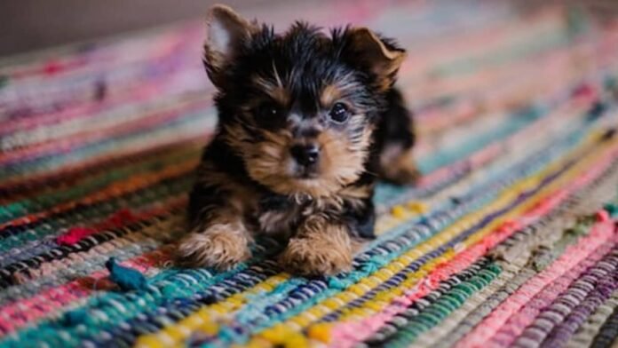 Health Screening in Puppies for Sale