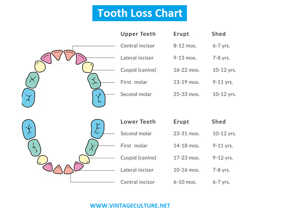 tooth loss chart tooth loss chart
