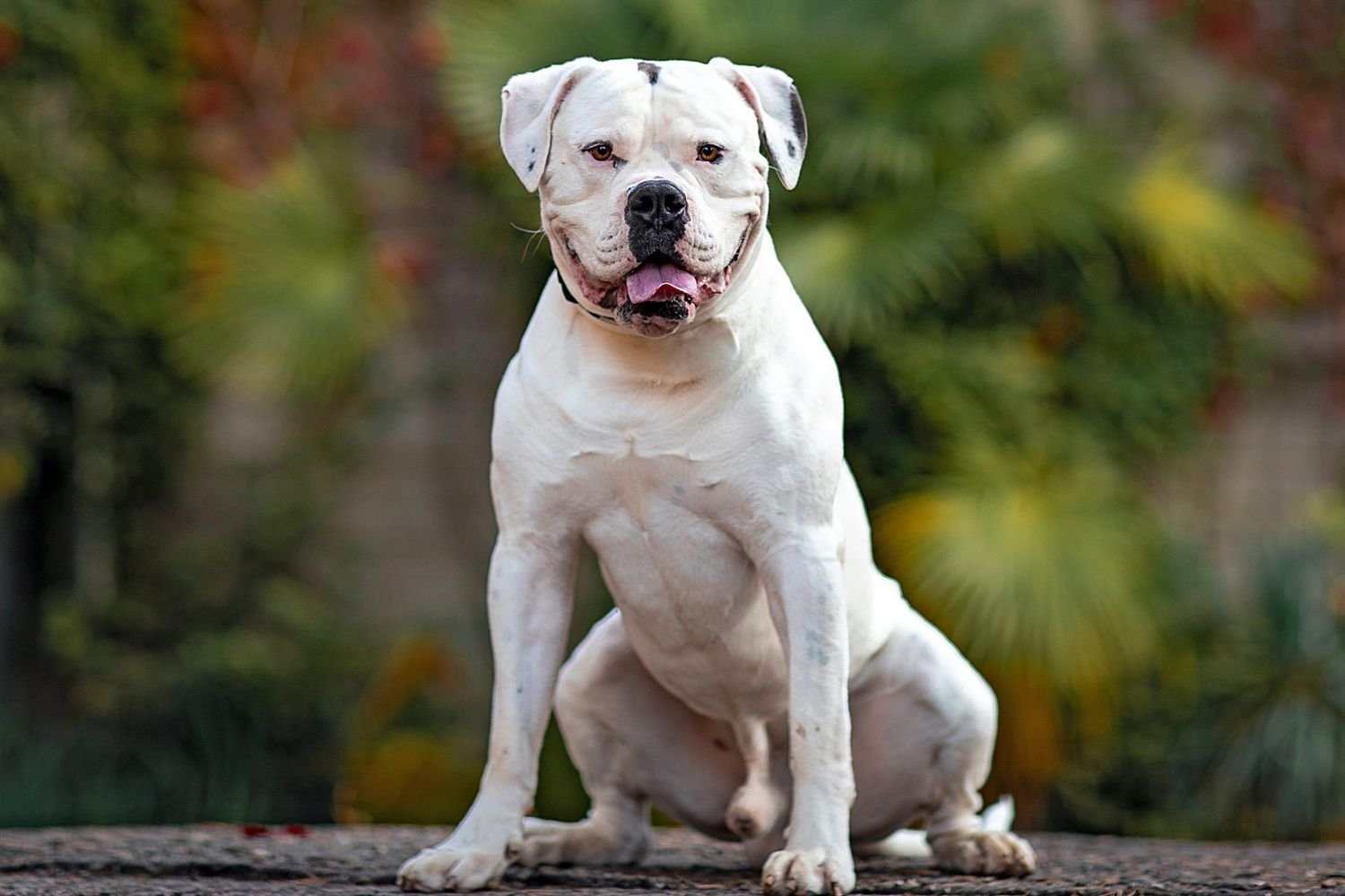 top 10 most dangerous dogs American Bulldog