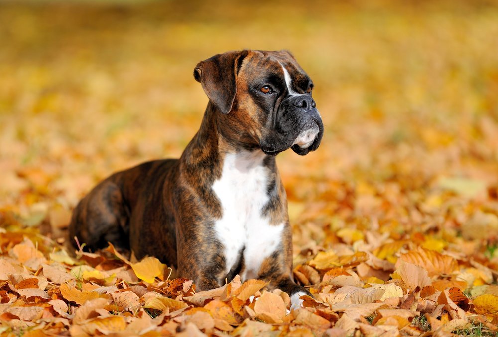 top 10 most dangerous dogs top 10 most dangerous dogs