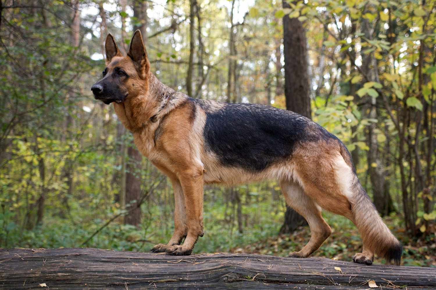 top 10 most dangerous dogs German Shepherd