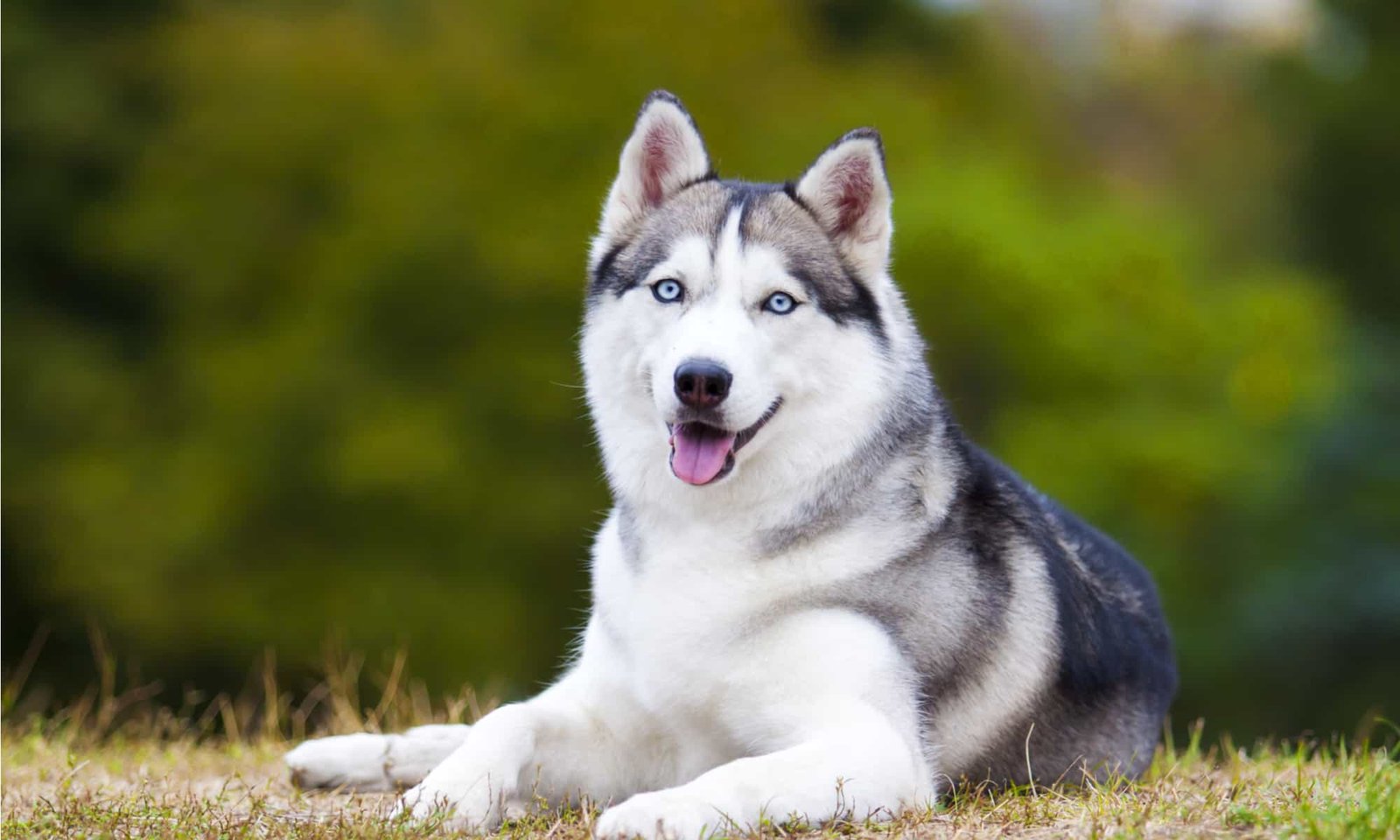 top 10 most dangerous dogs top 10 most dangerous dogs