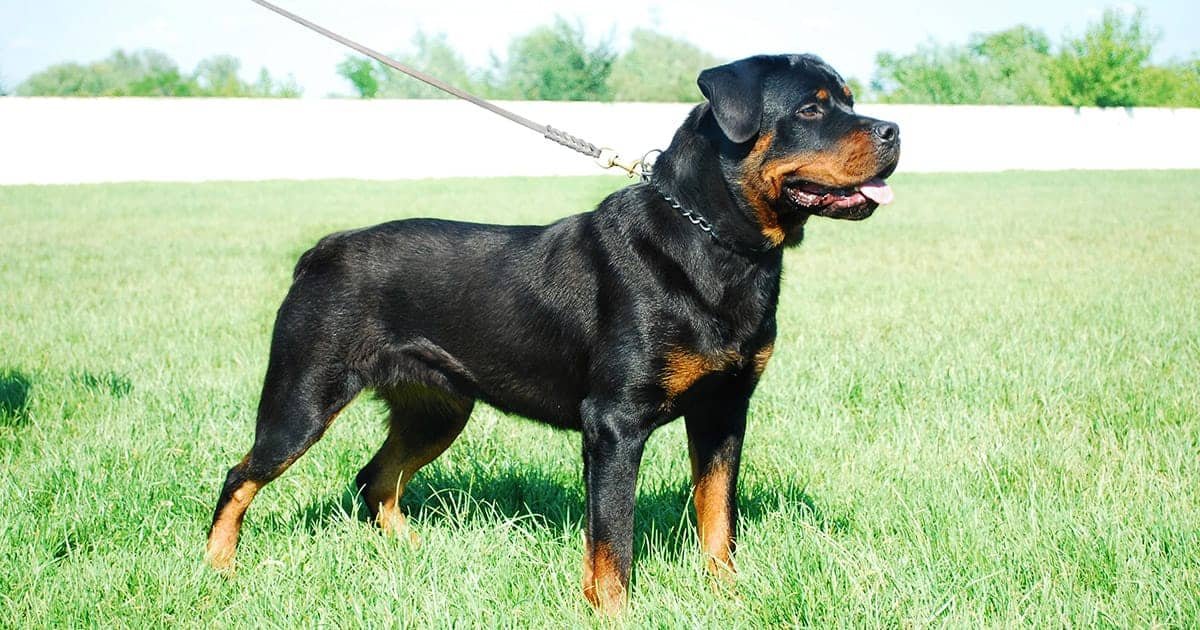 Rottweiler Rottweiler