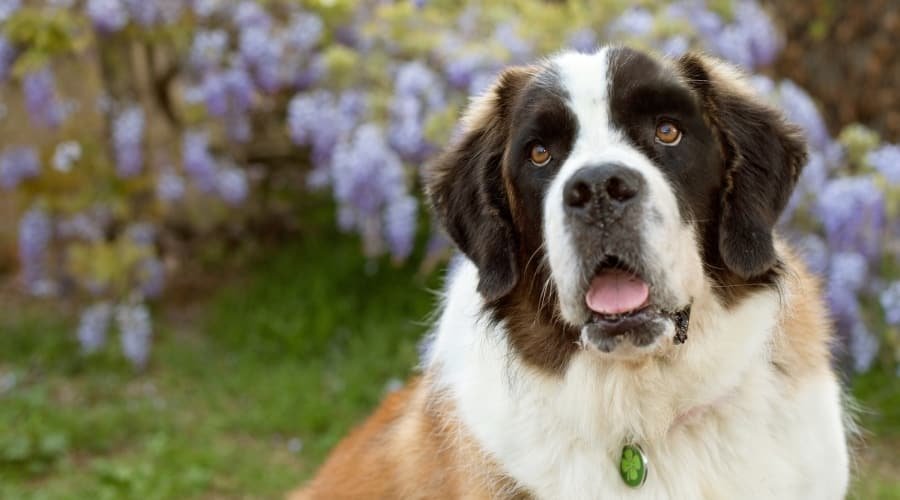 top 10 most dangerous dogs top 10 most dangerous dogs