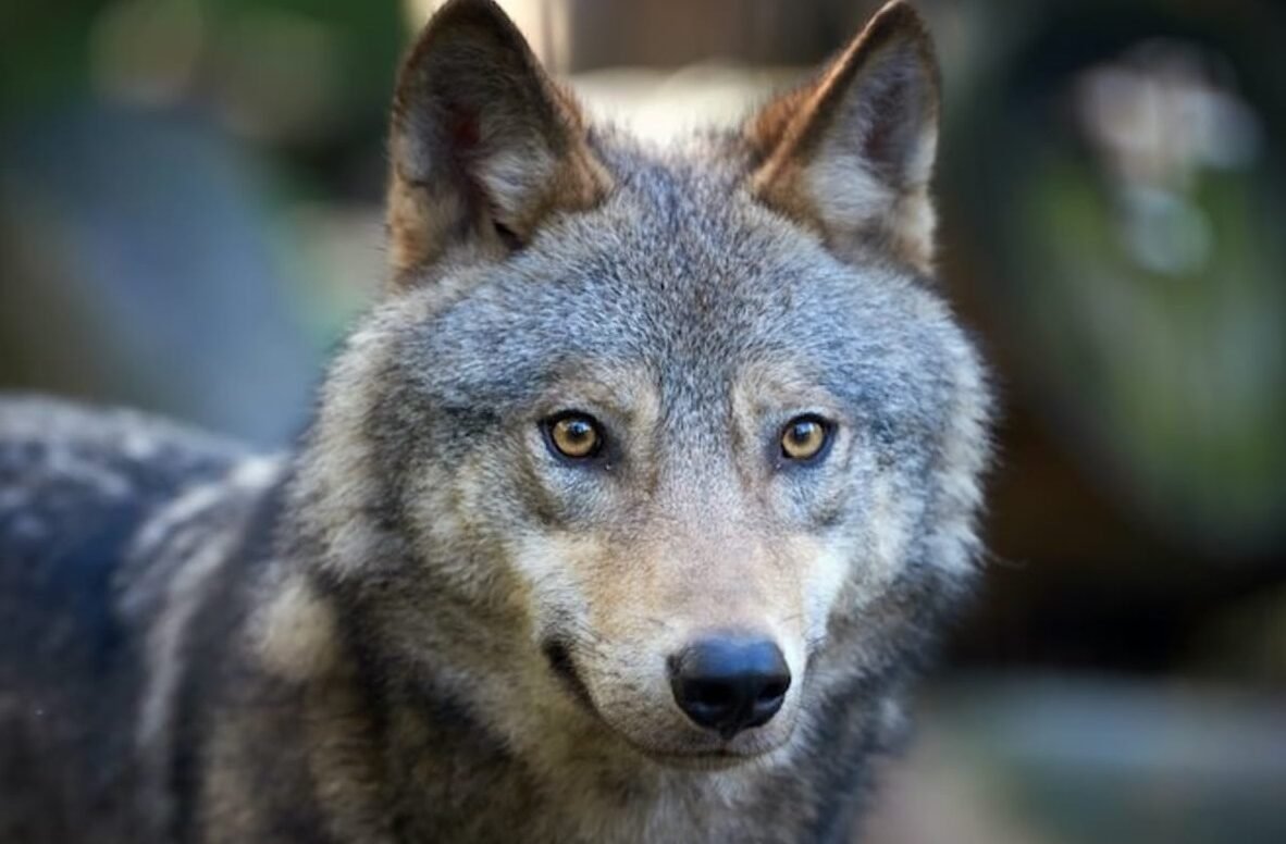 top 10 most dangerous dogs Wolf Hybrid