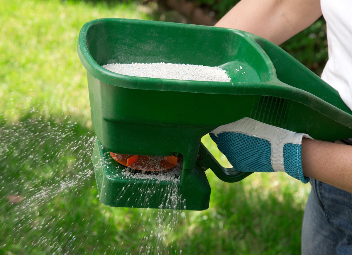 fertilizing lawn fertilizing lawn