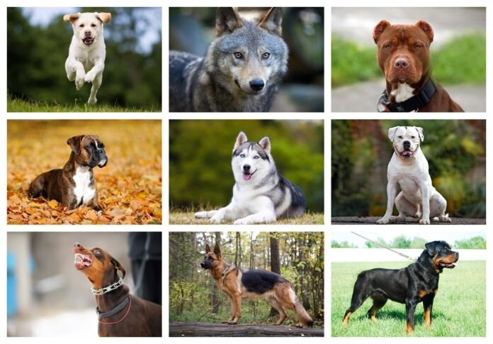 top 10 most dangerous dogs top 10 most dangerous dogs
