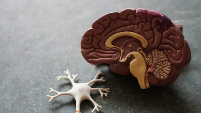How to Repair White Matter in the Brain